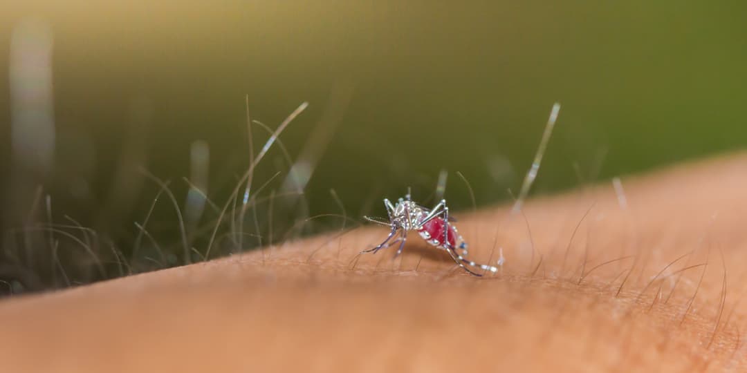 Alergia a Picadura de Insectos